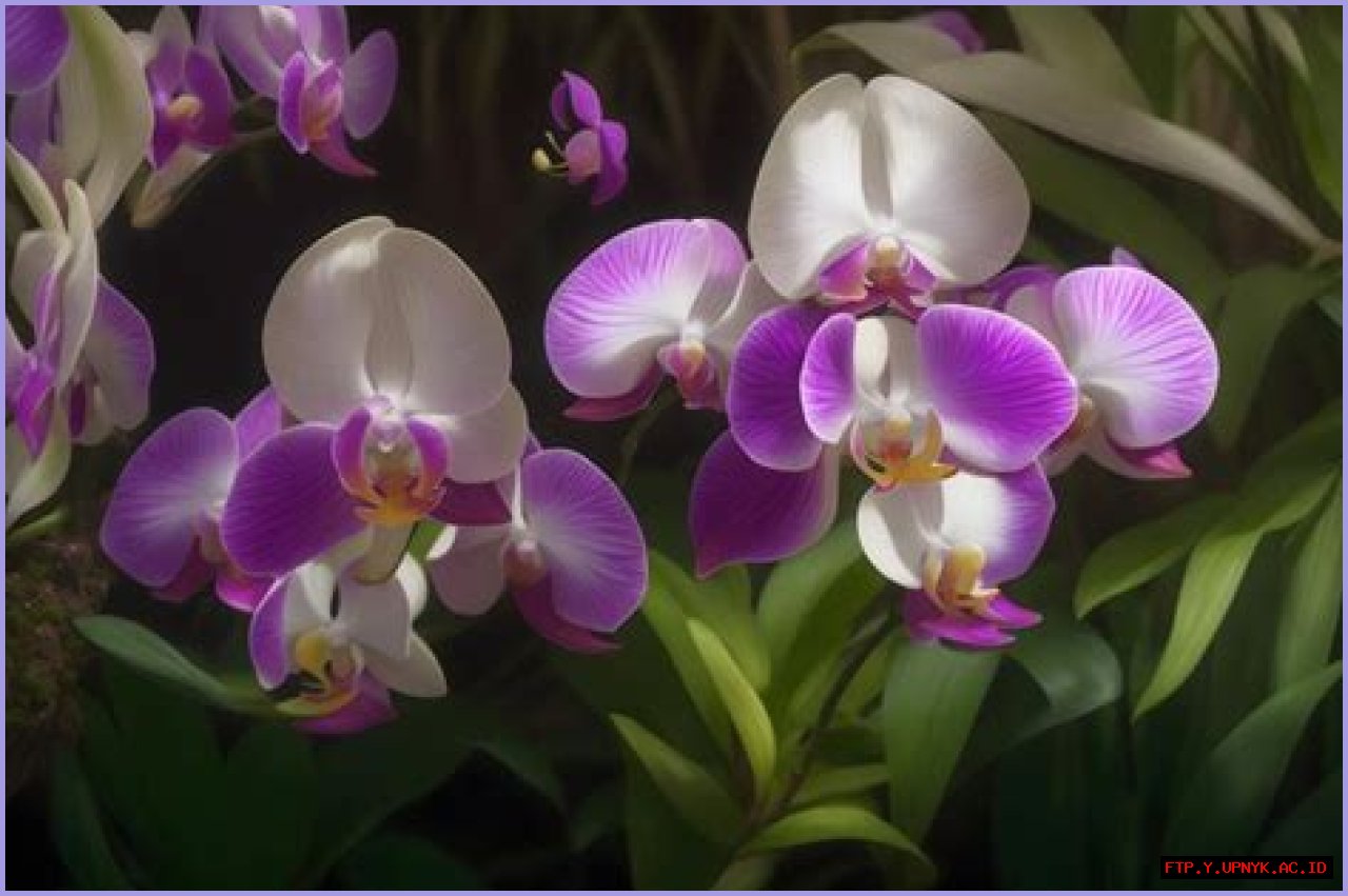 A Guide To Growing And Appreciating This Enchanting Orchid