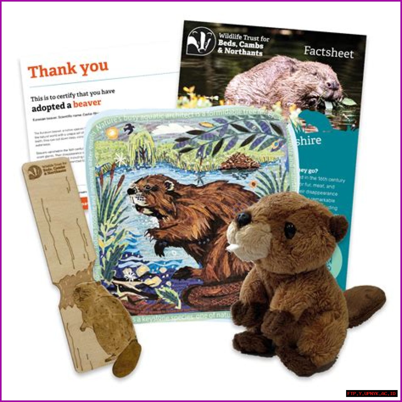Adopt A Beaver Today: Give A Loving Home To A Memorable Creature