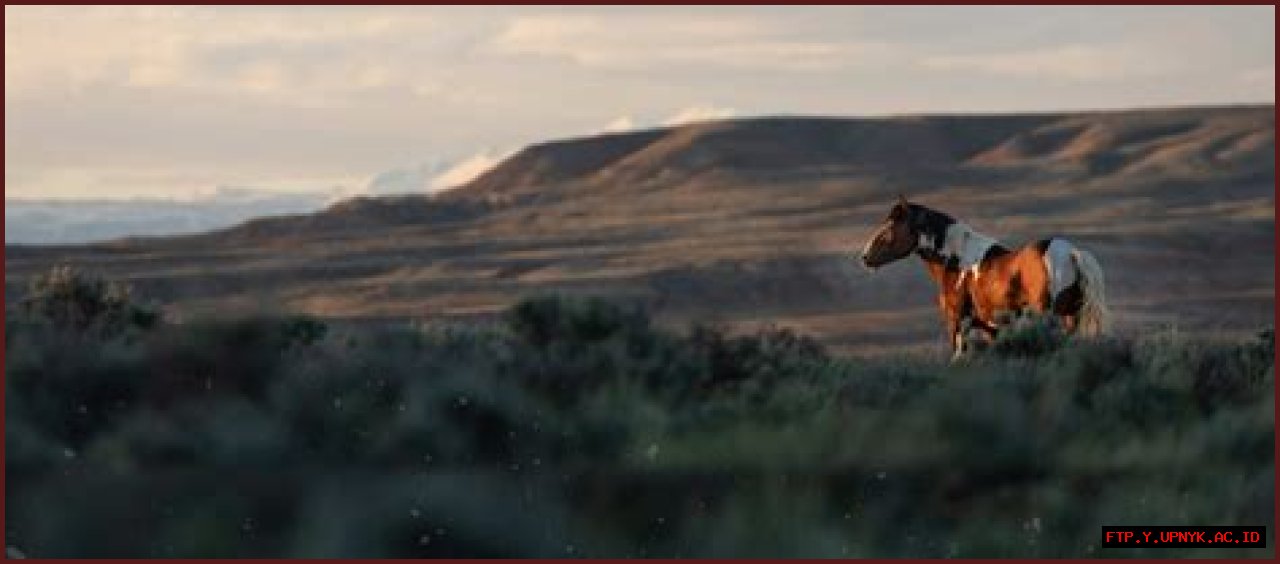 Adopt A Free Horse Today In Missouri
