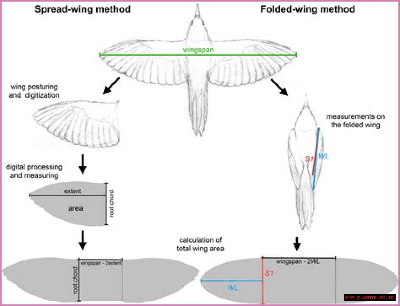Angel Reese: Wingspan Measurement And Its Impact