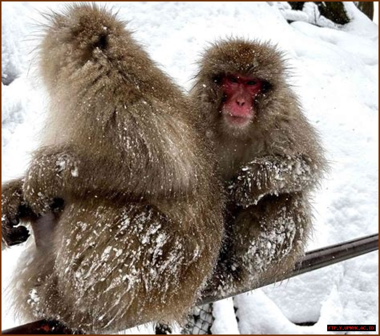 Are The Arctic Monkeys Breaking Up? An In-Depth Analysis