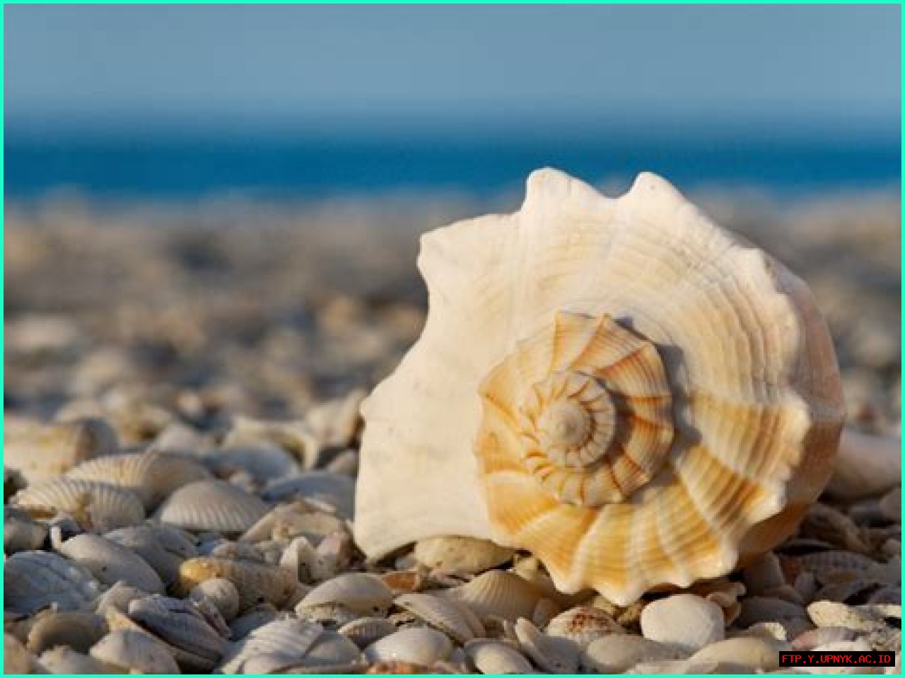 Can You Take Seashells Home From Hawaii? The Definitive Guide