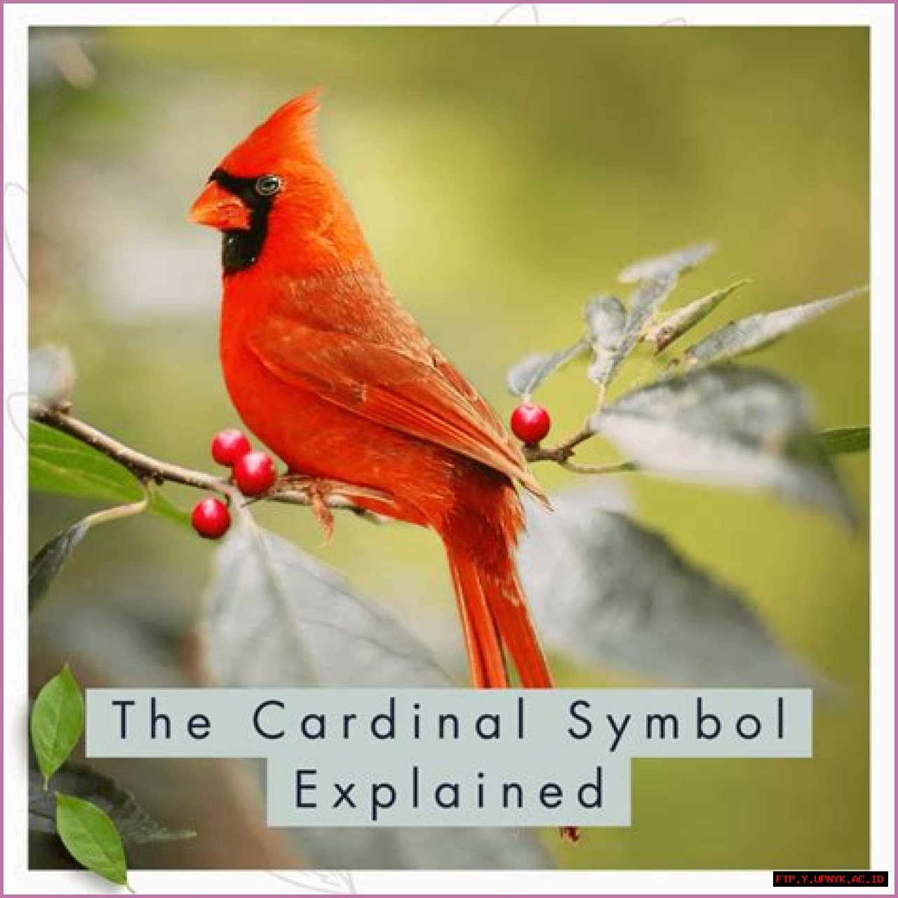 Cardinal Symbolism: Unveiling The Meaning Behind The Red-Robed Cardinals