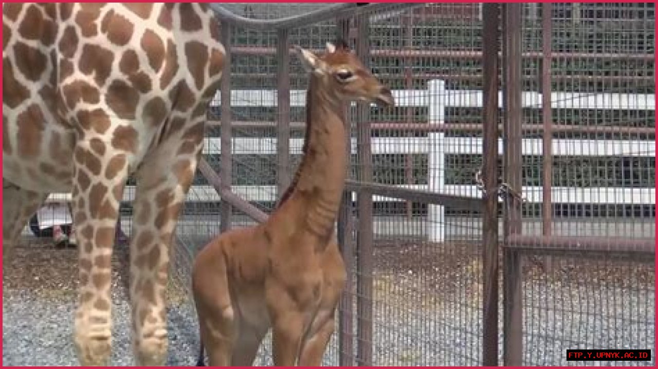 Cute Baby Giraffe Arrives At The Tennessee Zoo