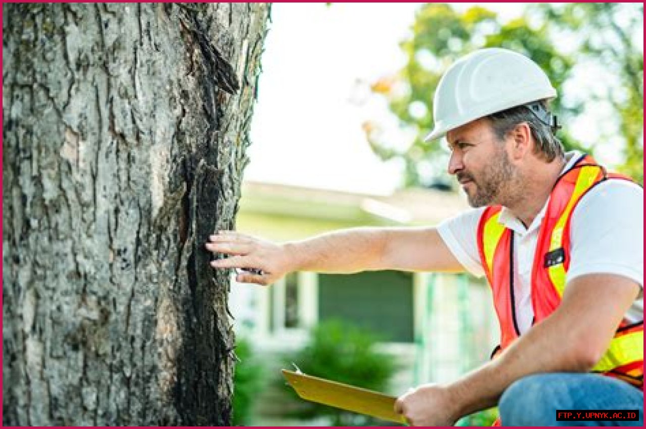 DC's Top Arborists: Certified Tree Care In Washington