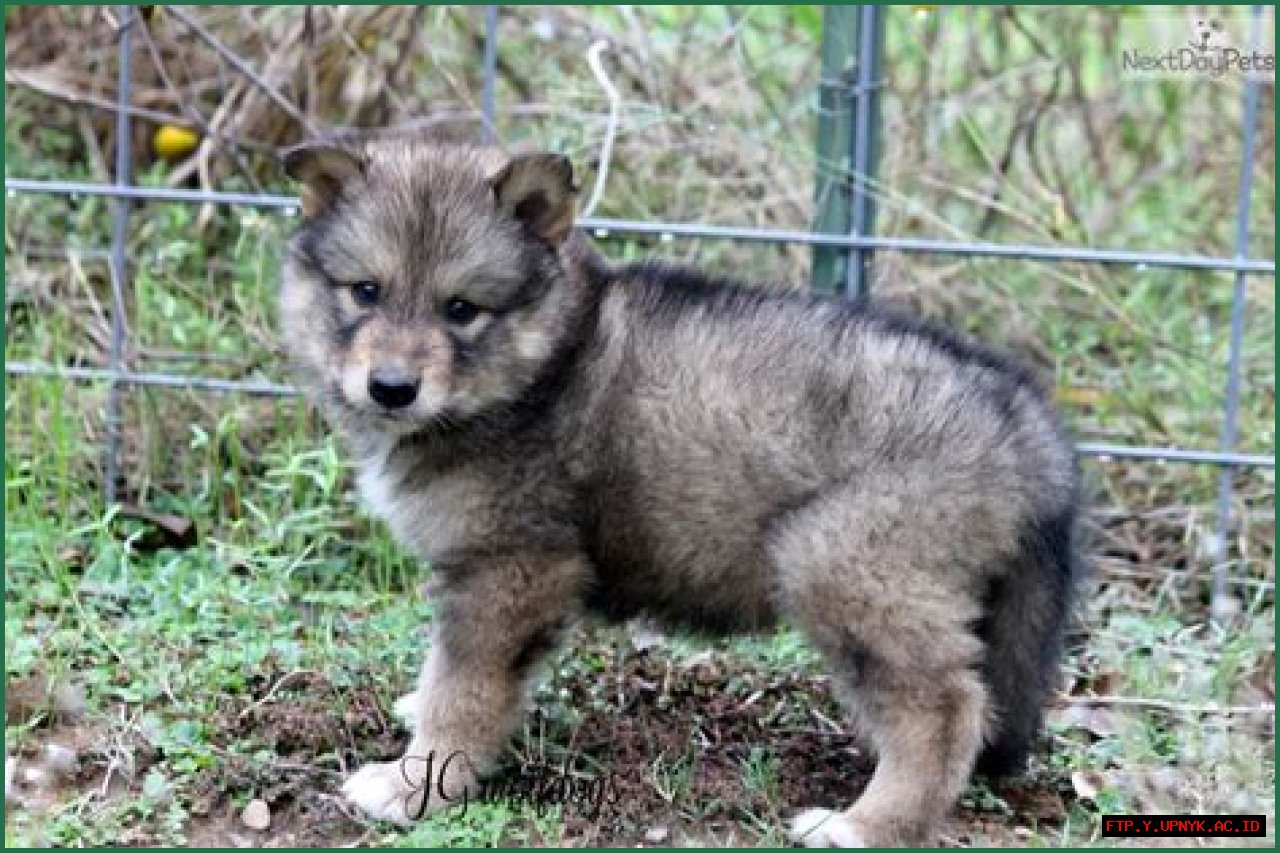Discover Available Hybrid Wolf Puppies In Texas