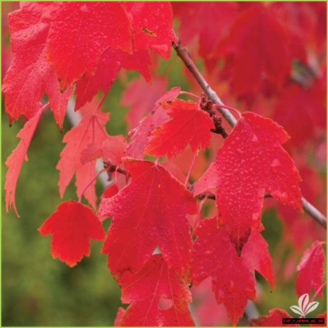 Discover Beautiful Earl May Trees For Your Landscape