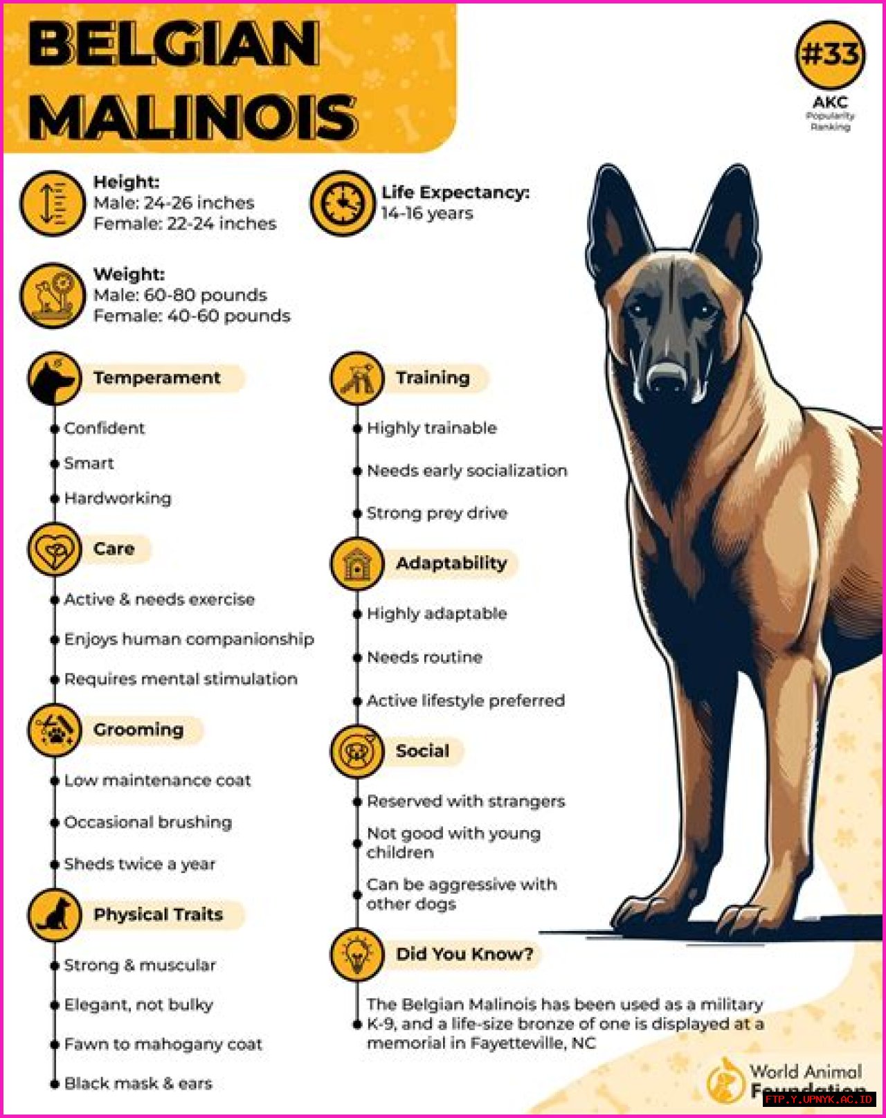Discover Exceptional Belgian Malinois Pups For Your Home In Oregon