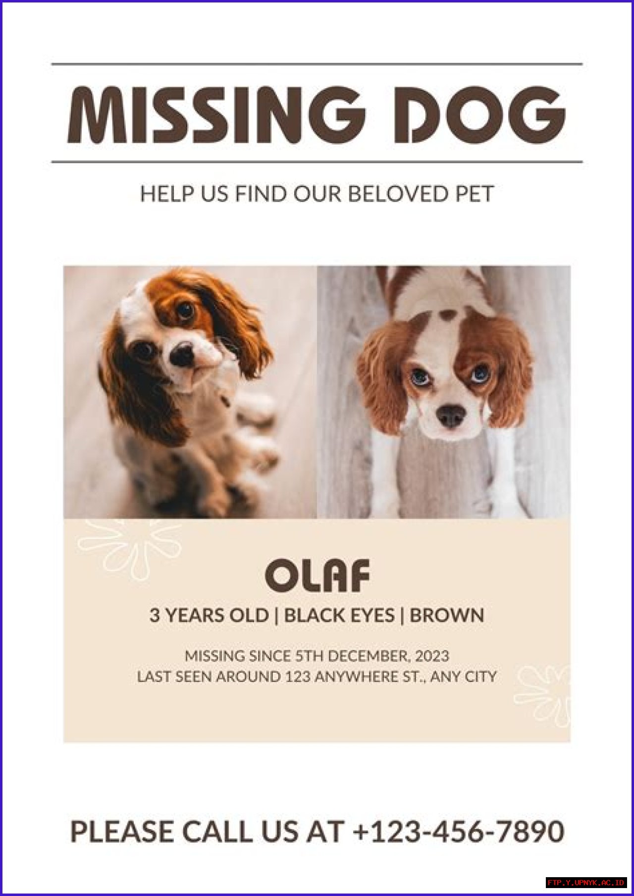 Discover Lost And Found Pets On Long Island: A Comprehensive Directory