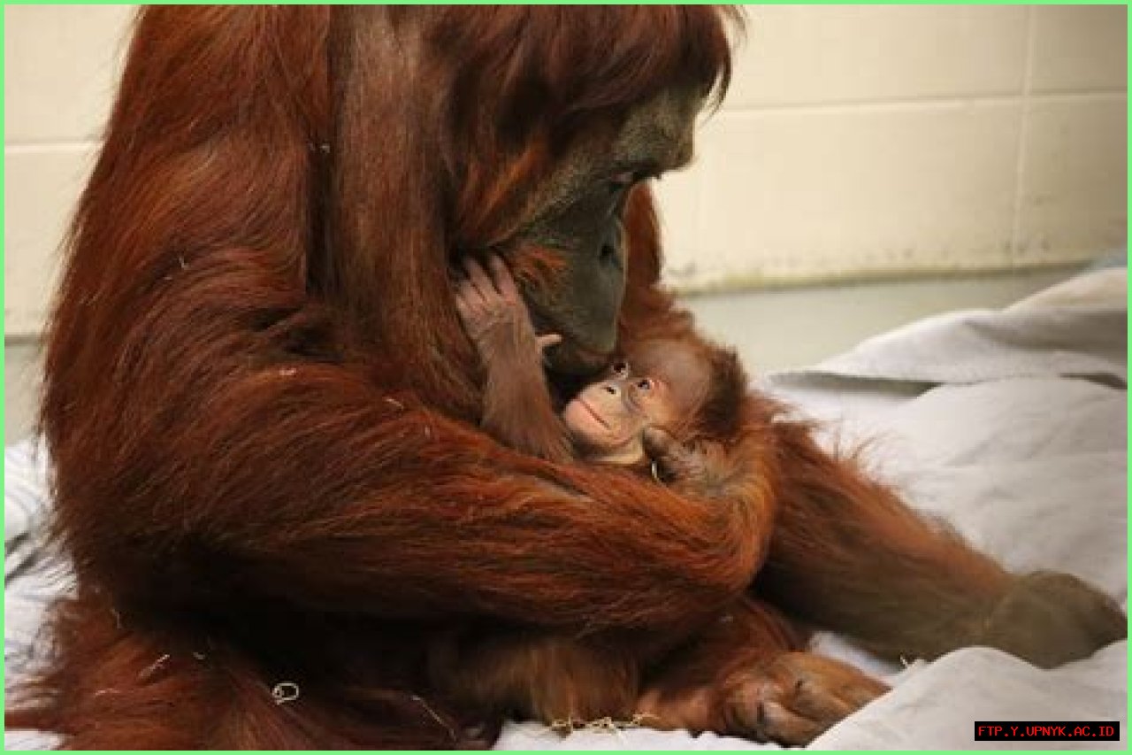 Discover The Cuteness: Baby Orangutan Captivates At Fort Wayne Zoo