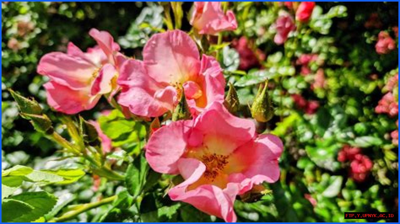 Discover The Enchanting World Of Lady Barbara Rose: The Rose Connoisseur