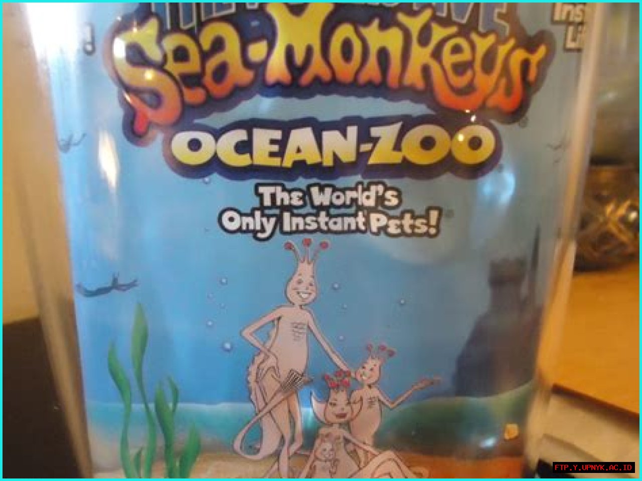 Discover The Enchanting World Of Ocean Monkeys: Your Marine Pet Adventure