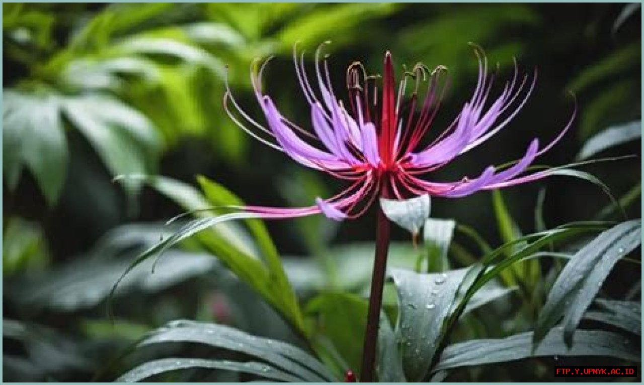 Discover The Enigmatic Meaning Of The Purple Spider Lily