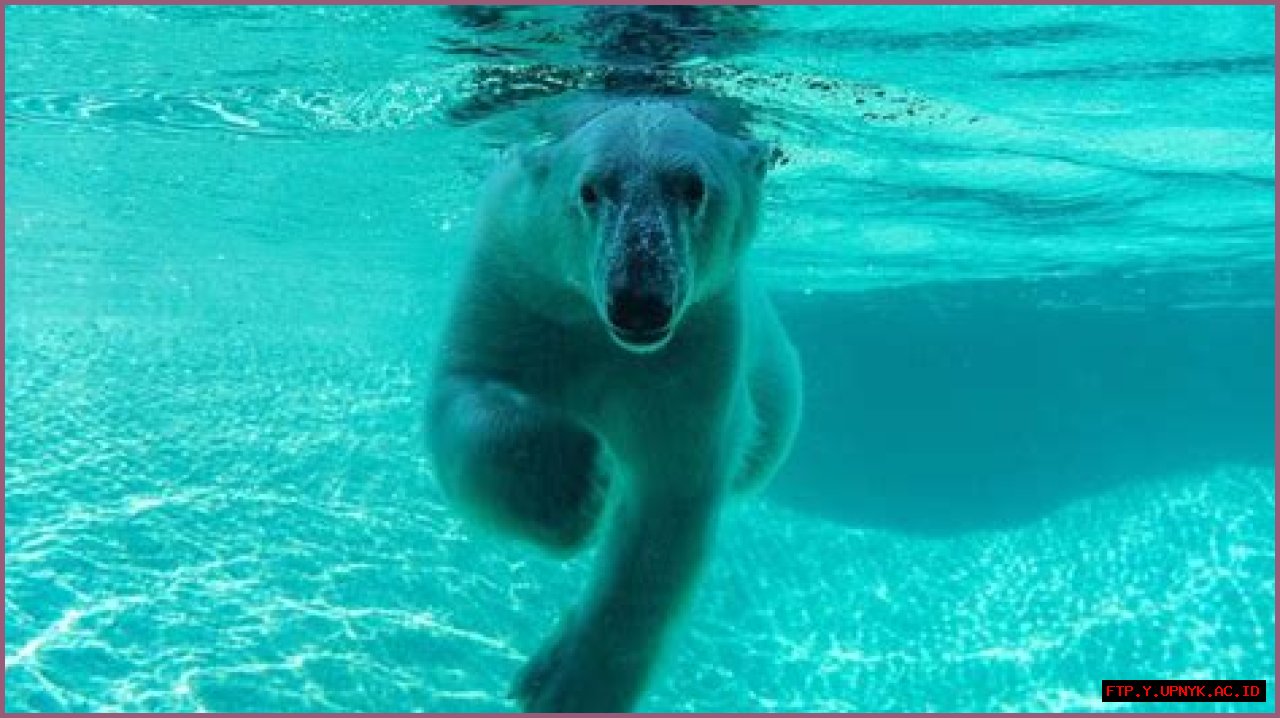 Discover The Enigmatic Realm Of Polar Bears At Point Defiance