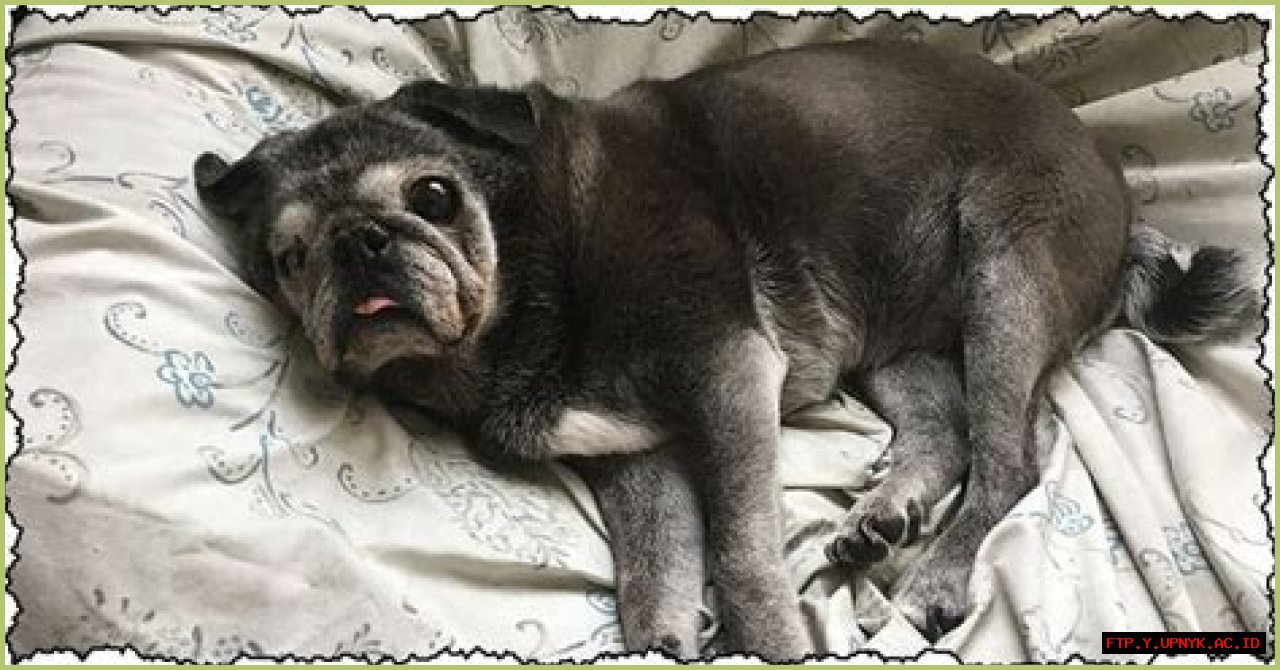 Elderly Pug: Caring For The Needs Of Aging Pugs