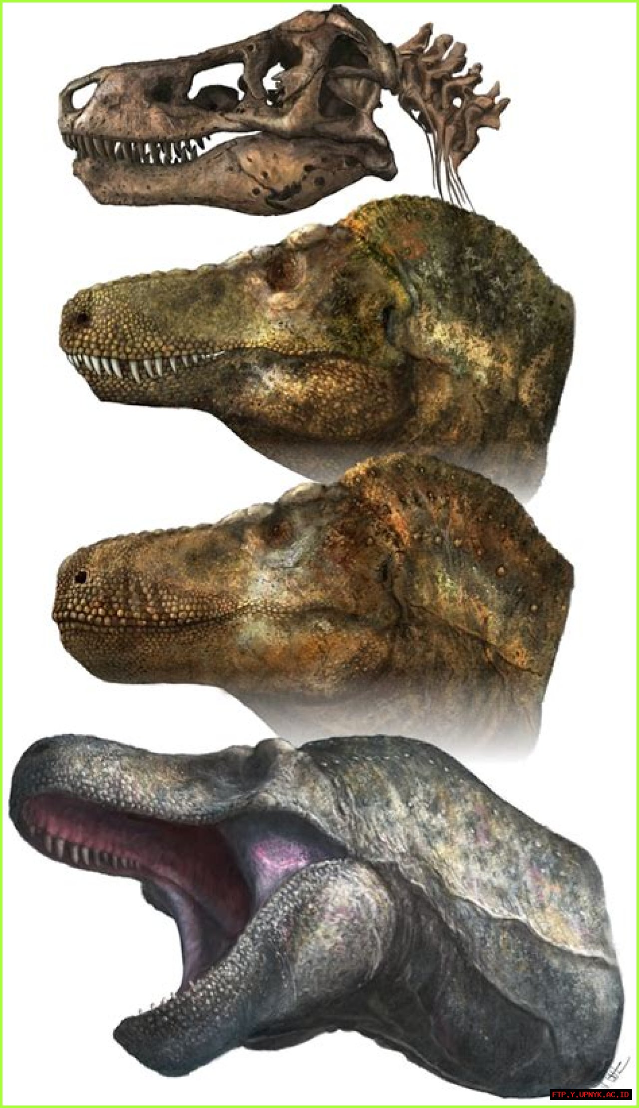 Enormous Teeth In Fictional Characters: An Exploration Of Exaggerated Smiles