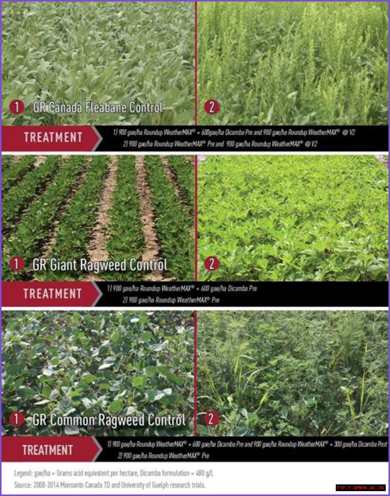 Eraser Vs Roundup: The Ultimate Guide To Choose The Best Weed Control Method
