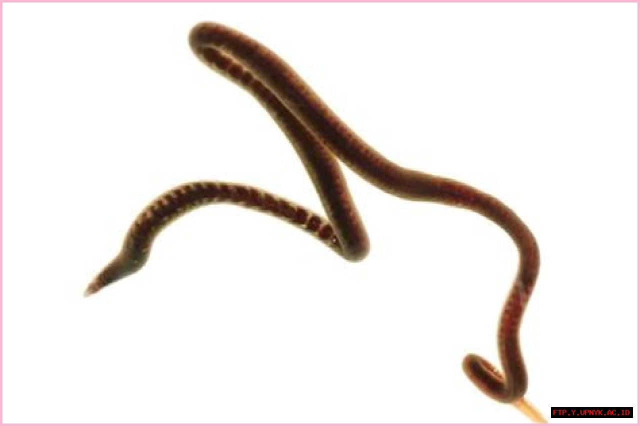 Essential Guide To Black Worms: Everything You Need To Know About Small Black Worms