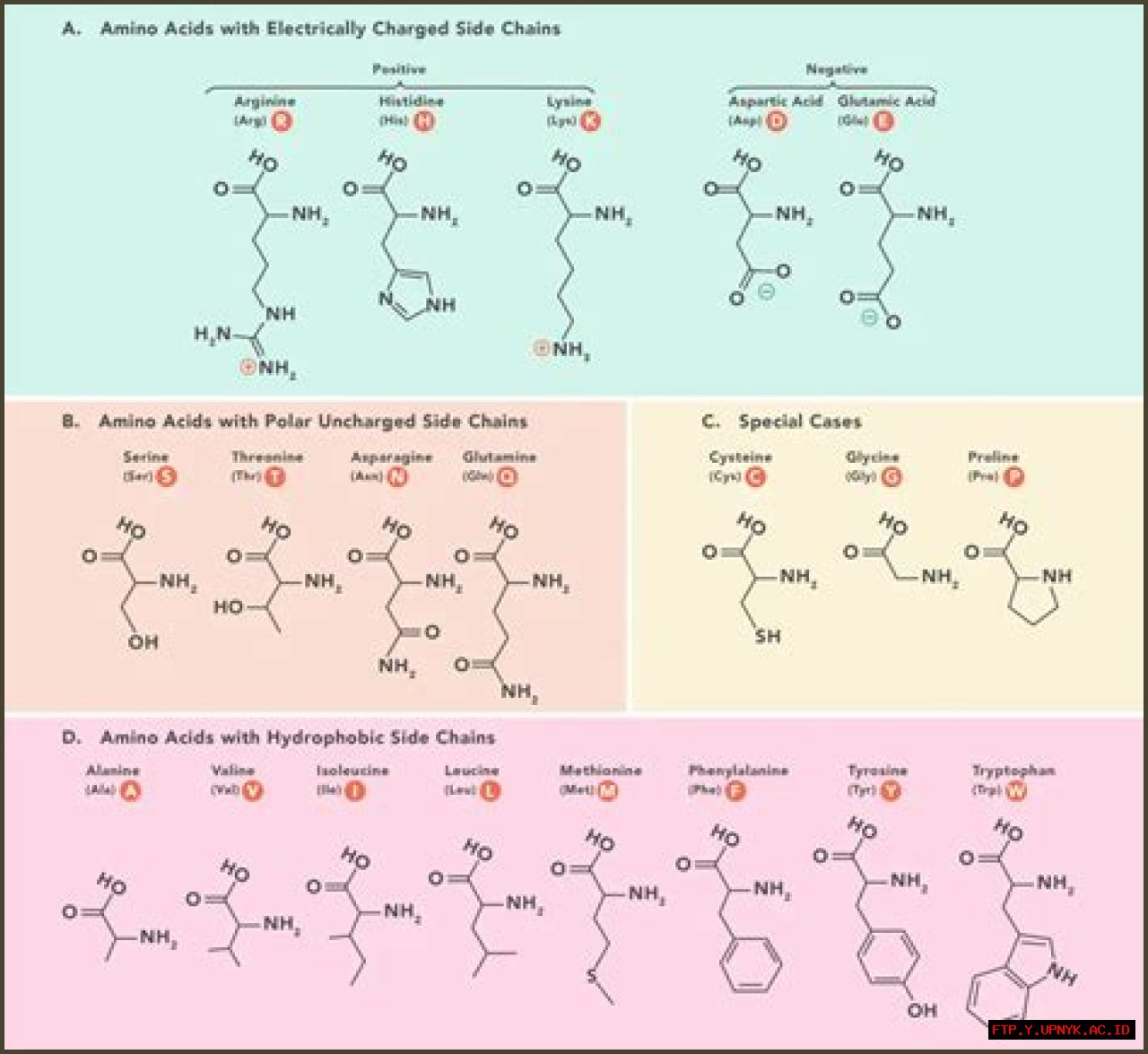 Essential Guide To Polar Amino Acids: Properties And Functions