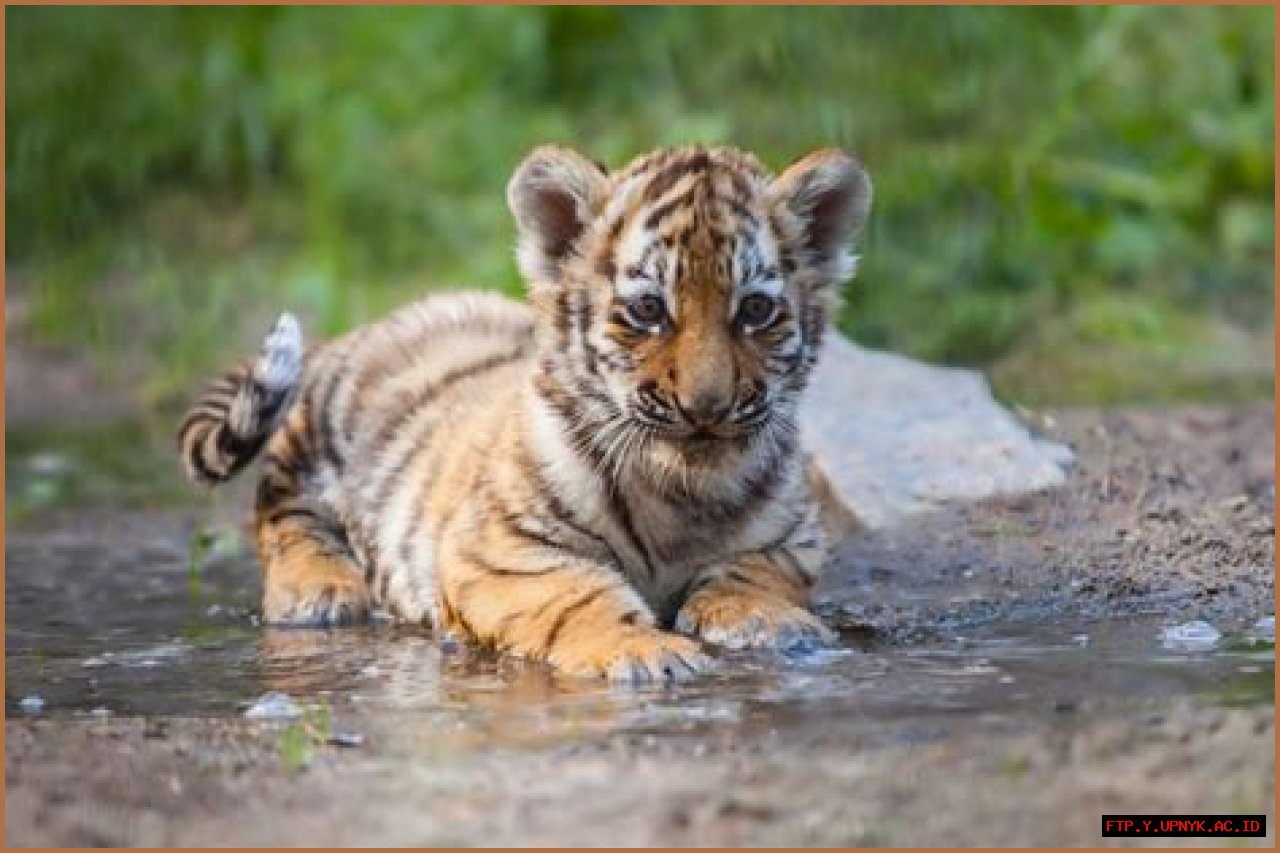 Exotic Tiger Cubs For Sale | Luxury Pet Tigers