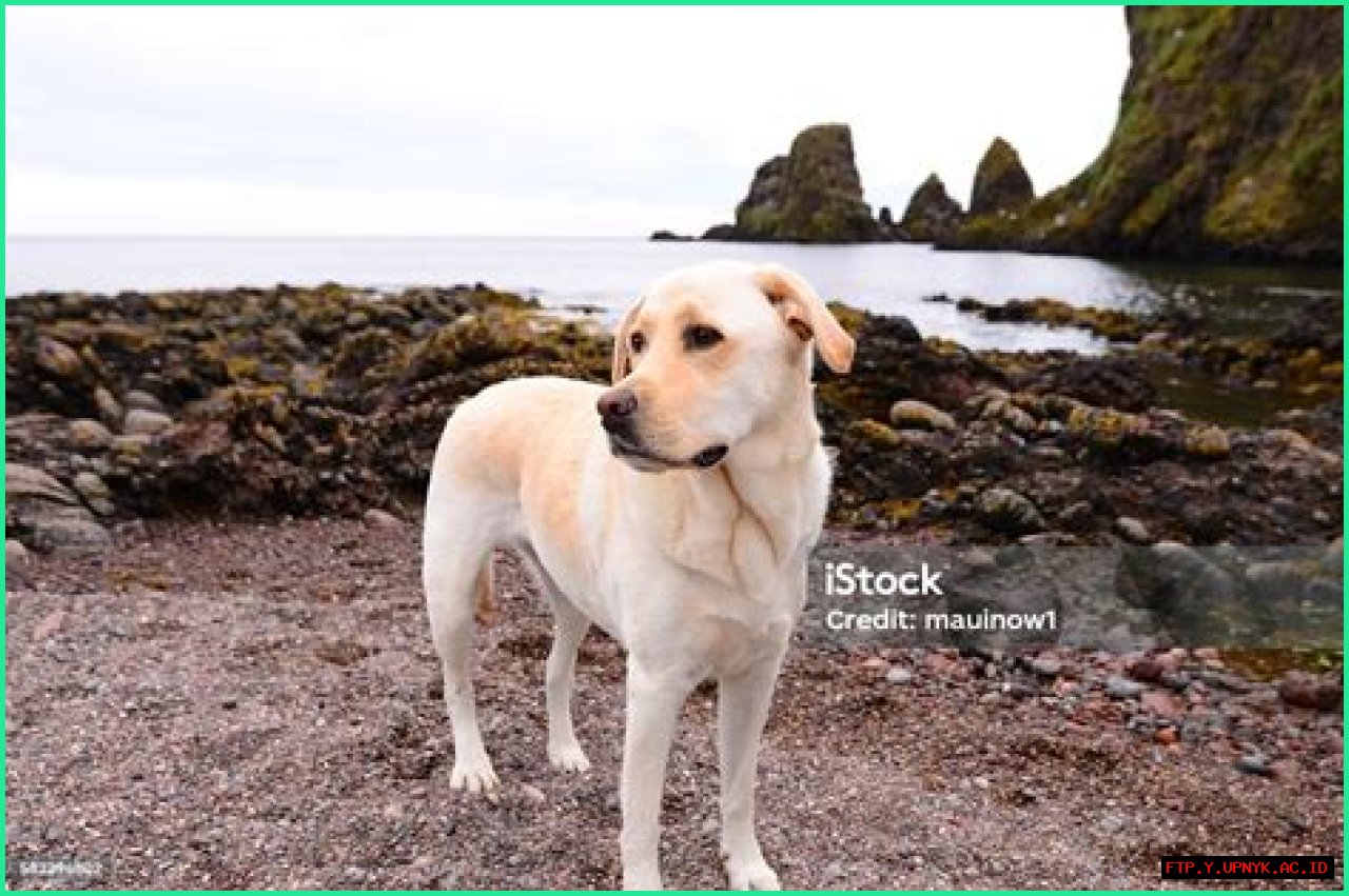 Find Your Perfect Labrador Retriever In Scotland