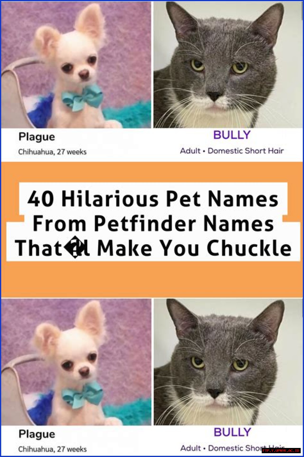 Hilarious And Unhinged Pet Names You Won't Believe