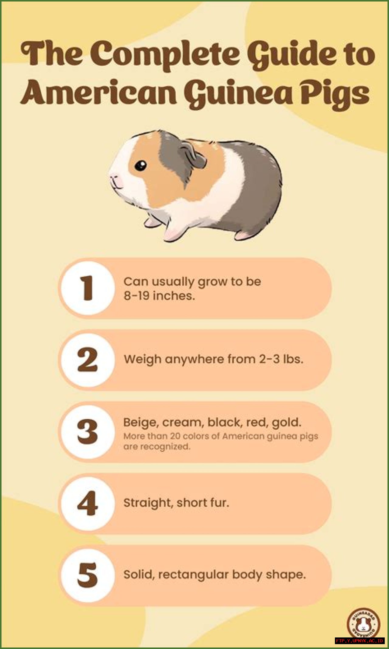 How To Celebrate Christmas With Your Guinea Pigs: A Complete Guide