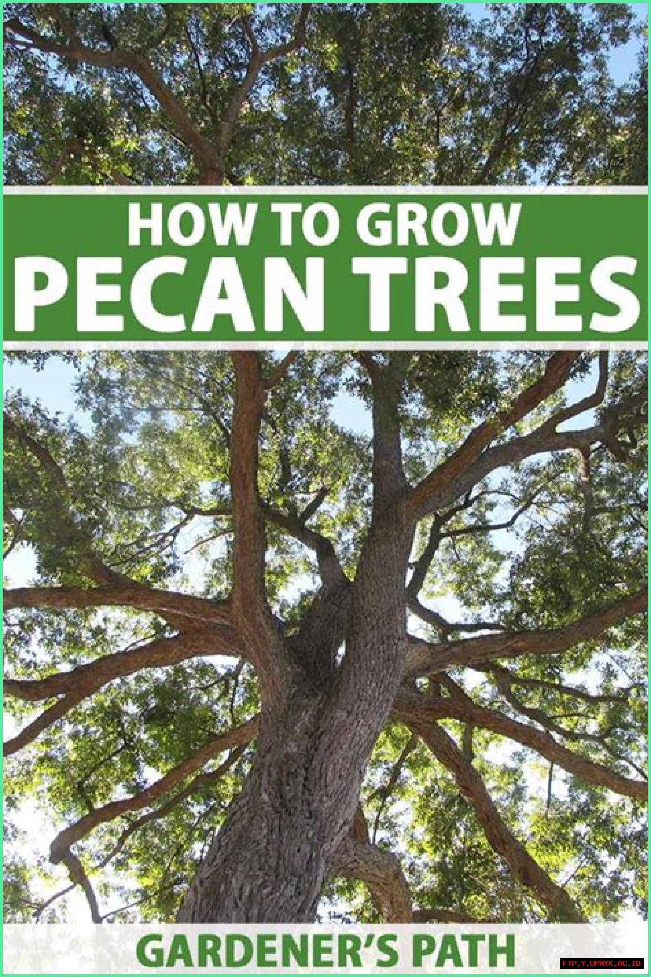 How To Grow Pecan Nuts: A Comprehensive Guide For Beginners