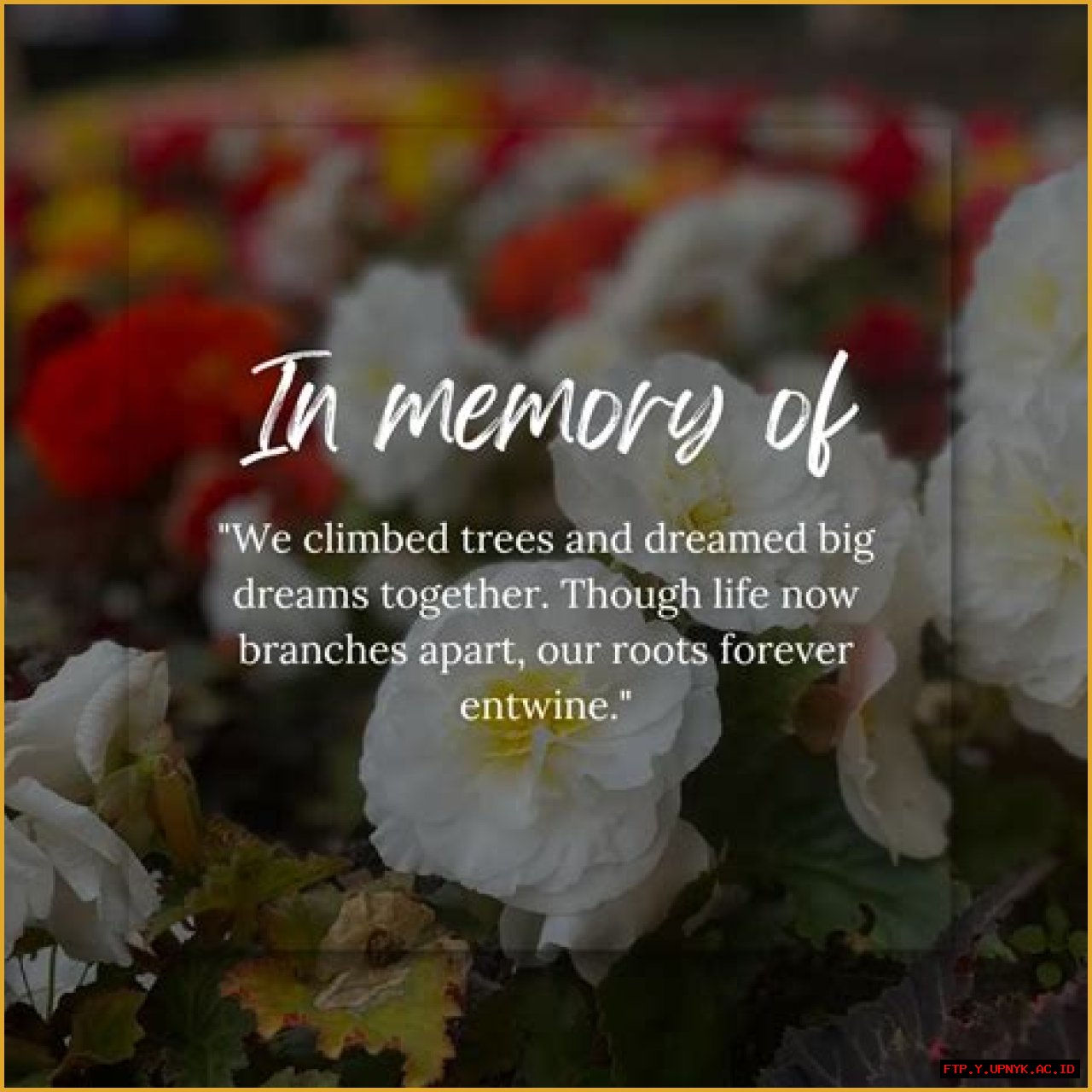 In Memoriam: Remembering Shane Nolen's Legacy