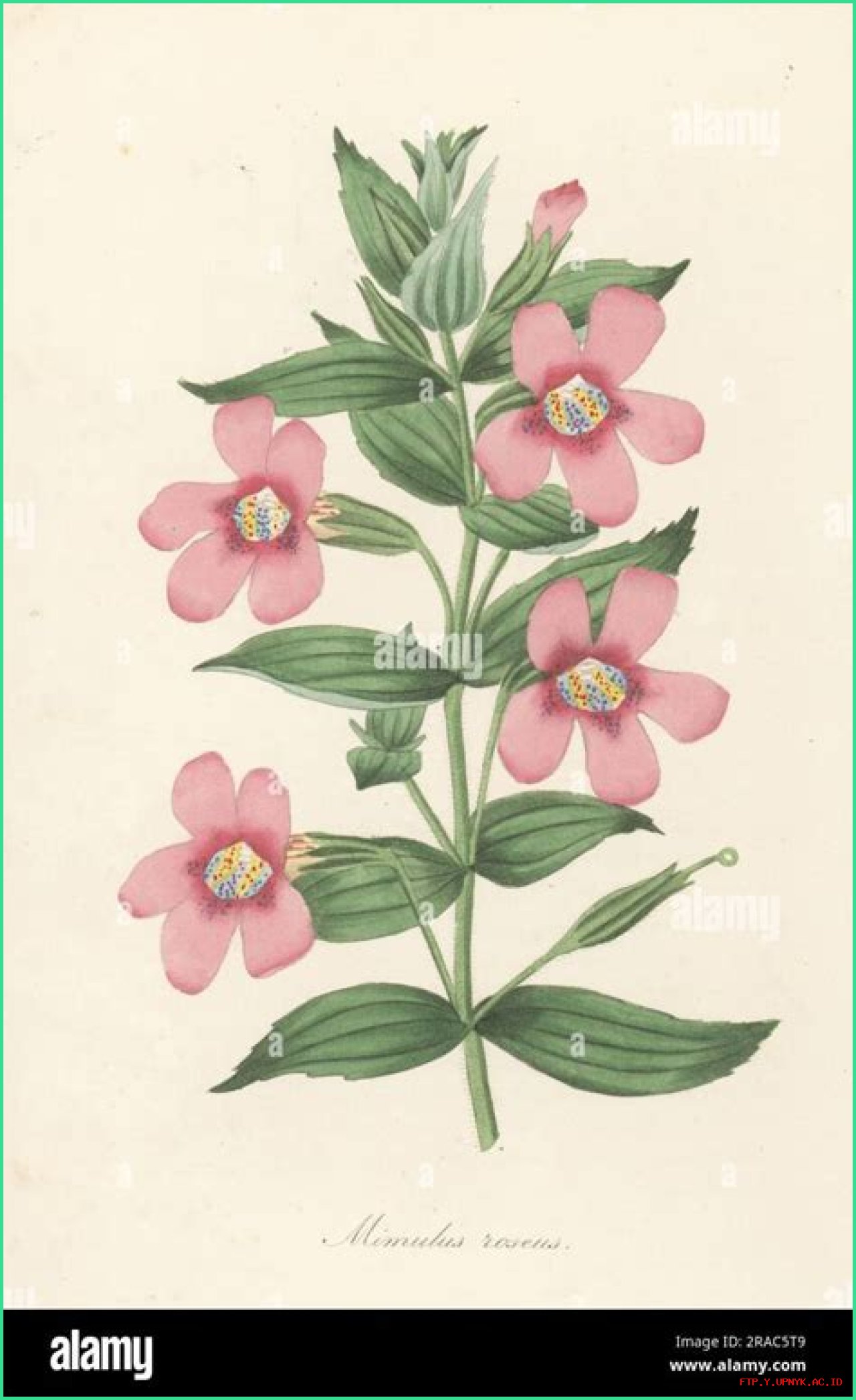 Learn About Jennie Salmon: The Renowned Scottish Botanist