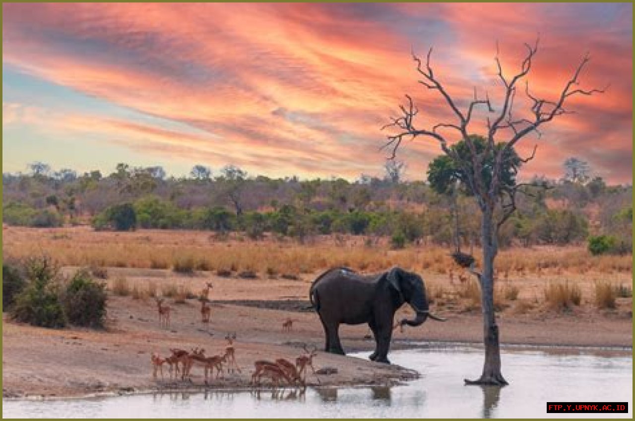 Magnificent Zoos Near You: Explore Savannah's Animal Wonders