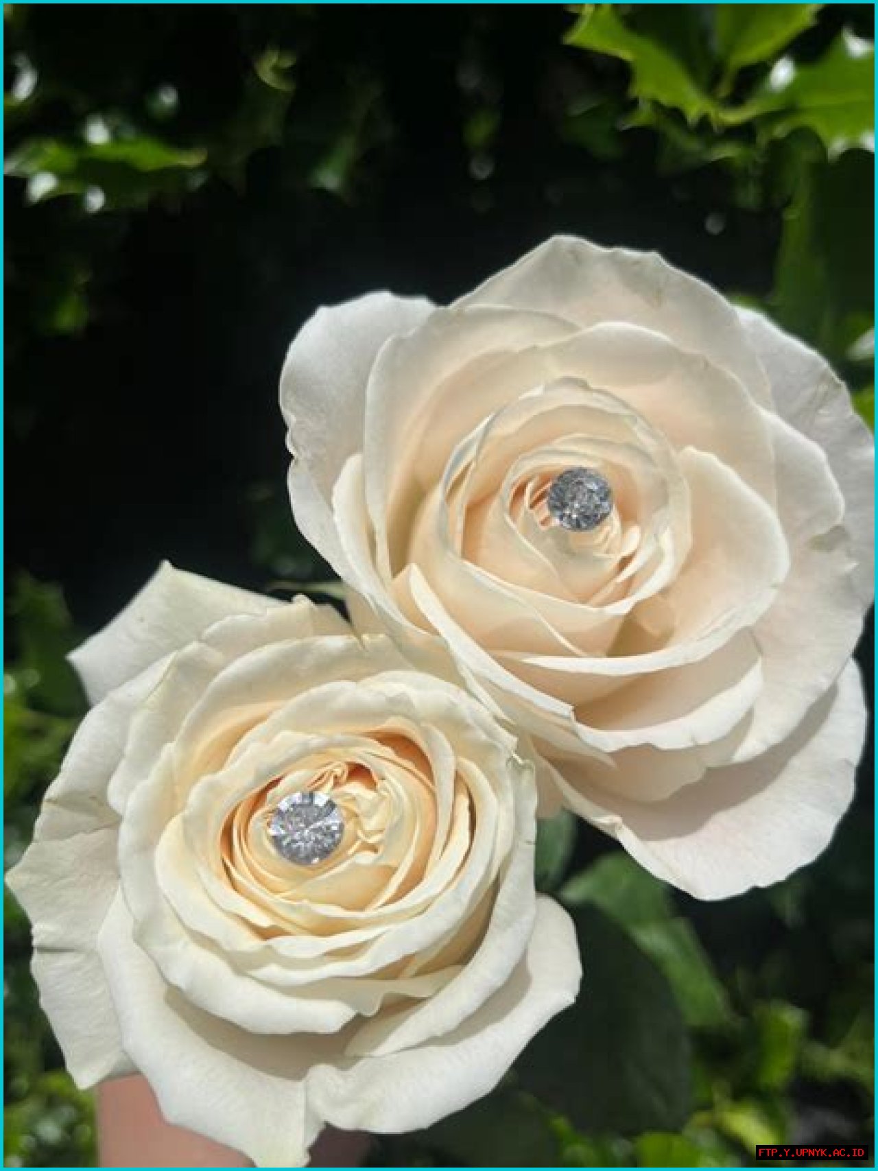 Marvelous Diamond Anniversary Rose Bush: A Symbol Of Unwavering Love
