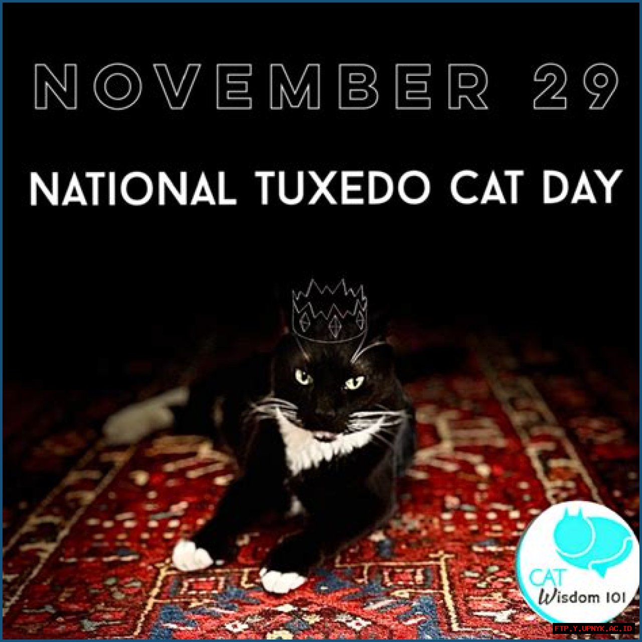 Pawsome Tuxedo Cat Day: Celebrating The Dapper Felines