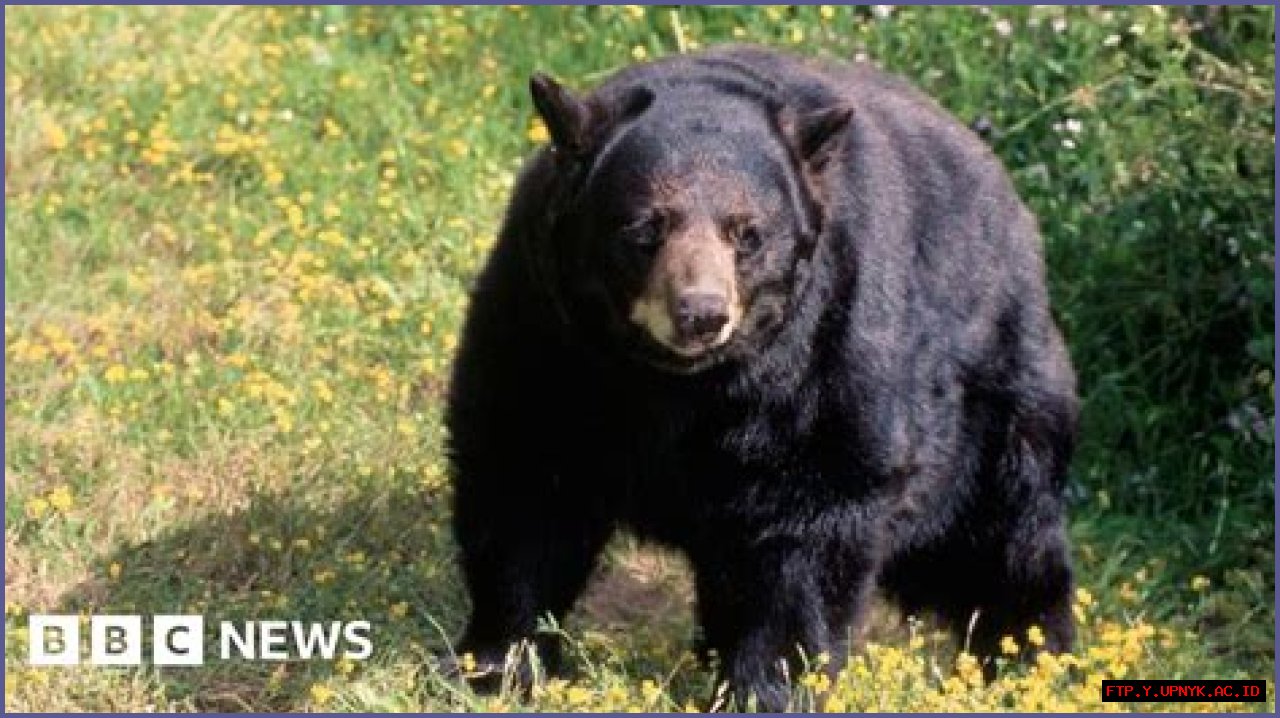 Recent Bear Fatalities In Big Bear: A Tragic Update