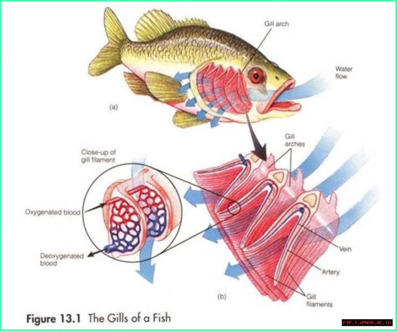 Stuff Your Stomach To The Gills: The Ultimate Guide To Maximizing Fills