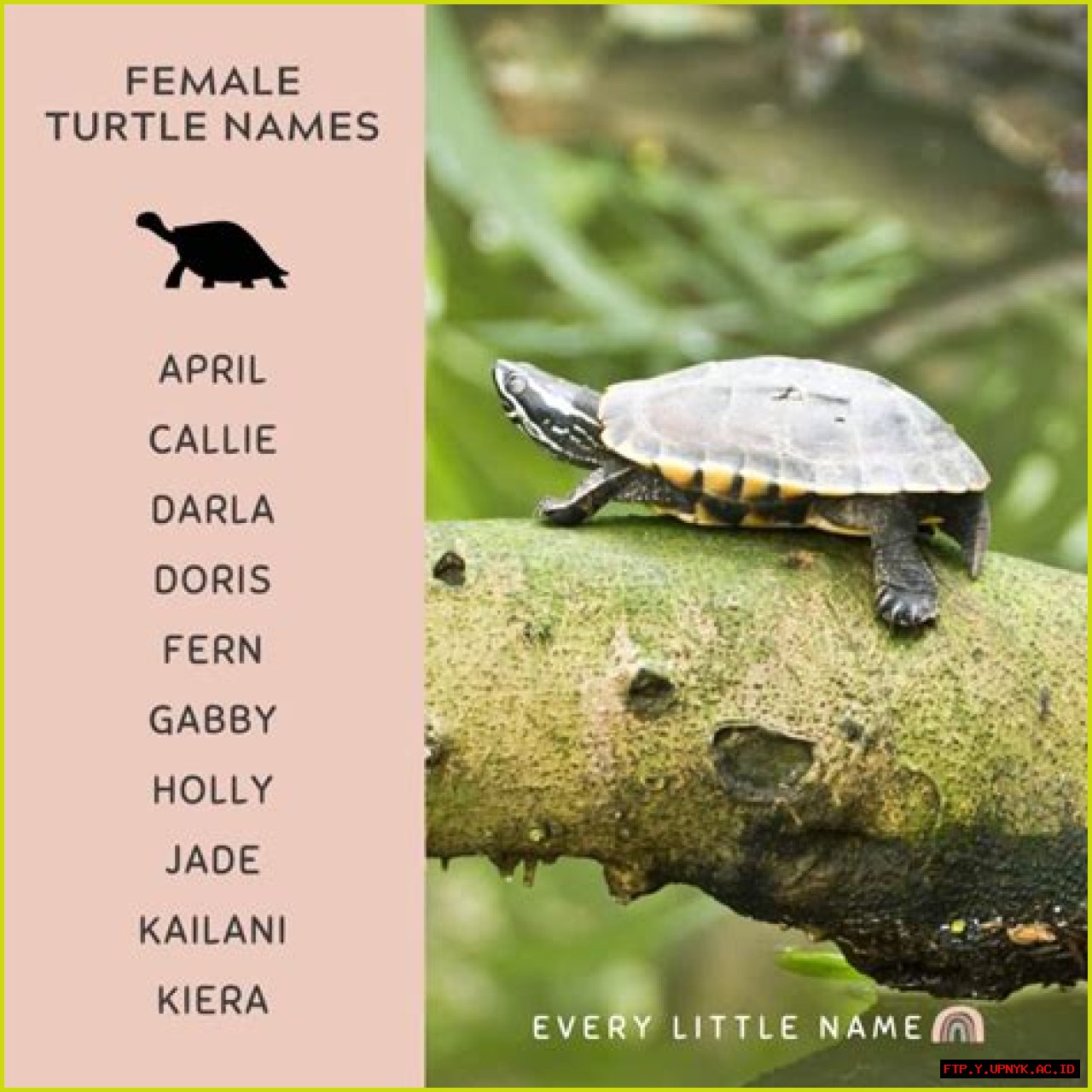 Stunning Female Turtle Names: A Comprehensive Guide