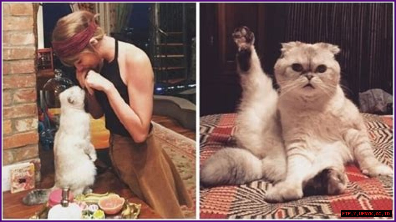 Taylor Swift's Beloved Feline Companions: A Guide To Her Purrfect Pets