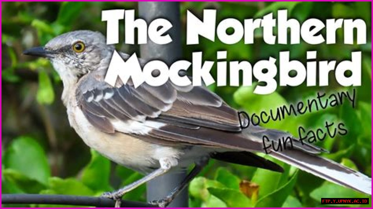 The Complete Guide To Mockingbird Lifespan: How Long Do They Live?