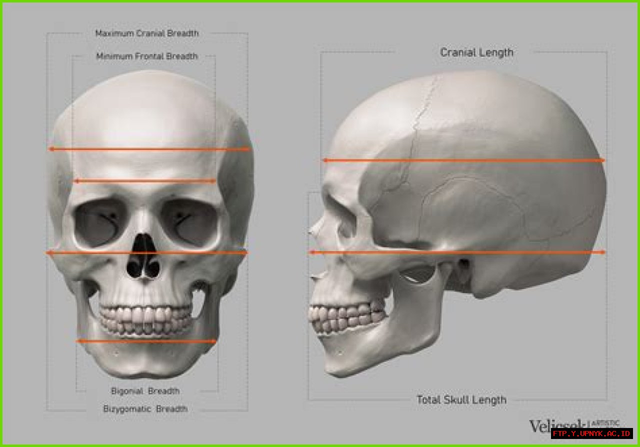 The Essential Guide To Pug Craniums: Shape, Features, And Health