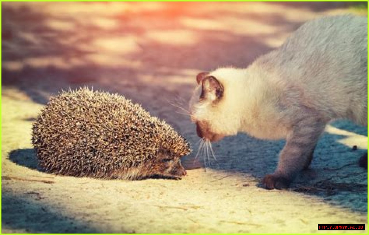 The Fascinating World Of Cats And Hedgehogs: A Unique Bond