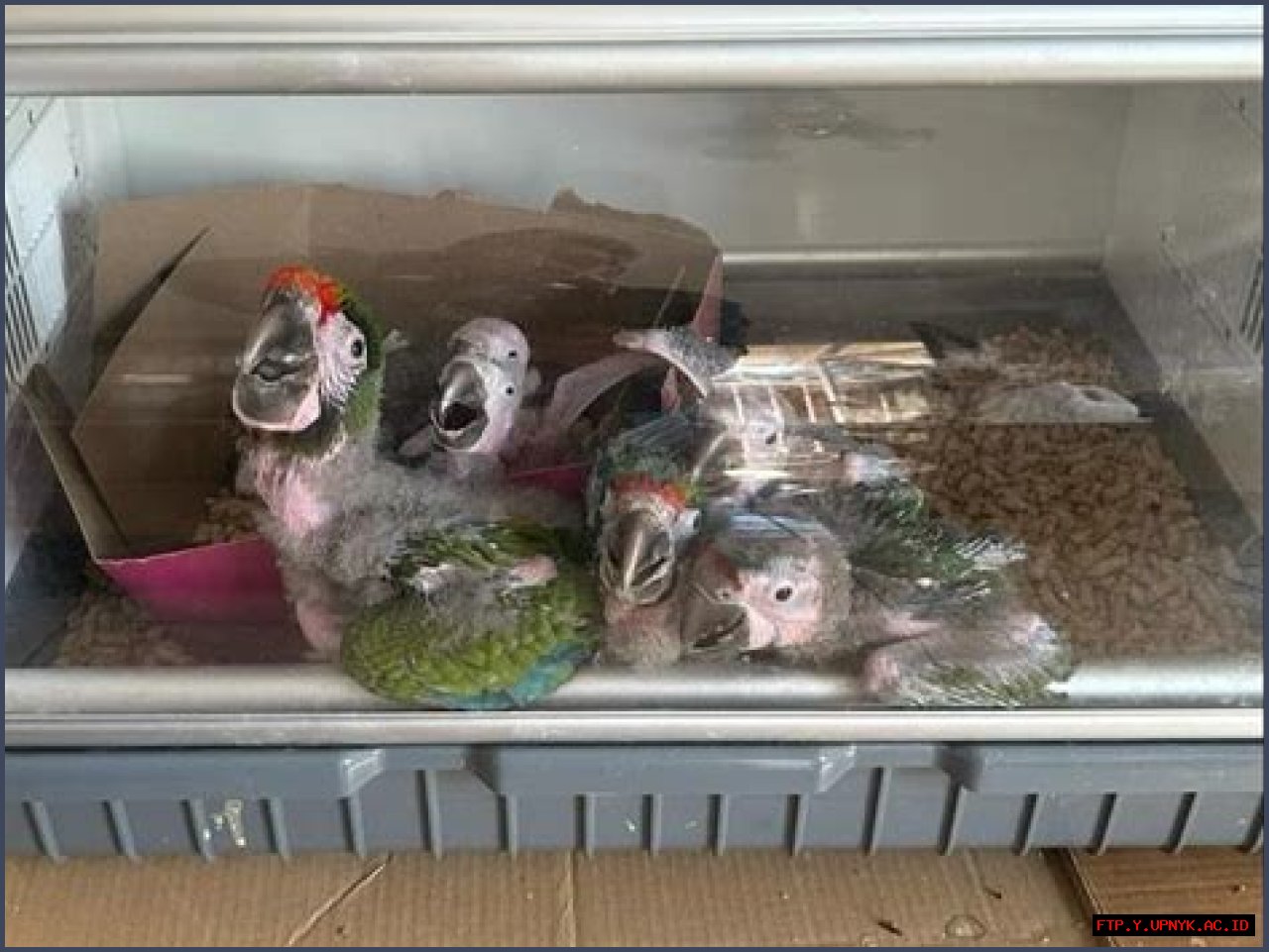 The Horrific Cruelty Of Bird Abuse: A Call To Action