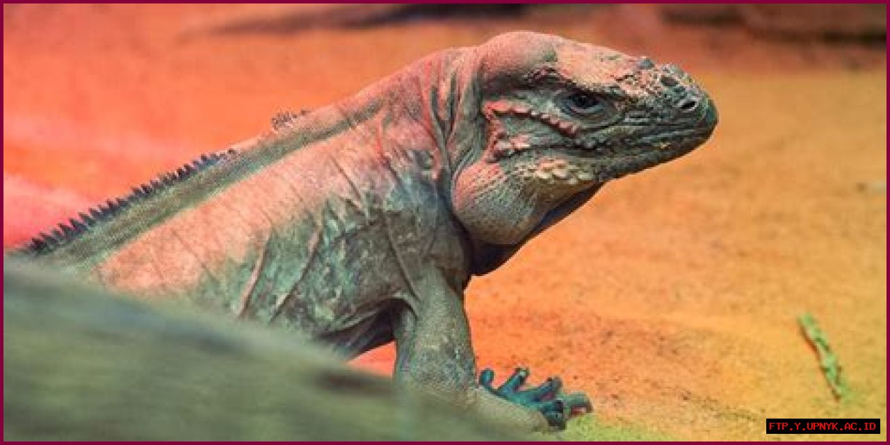 The Incredible Pet Rhino Iguana: Exploring The Unique Charisma Of Rhino Iguanas