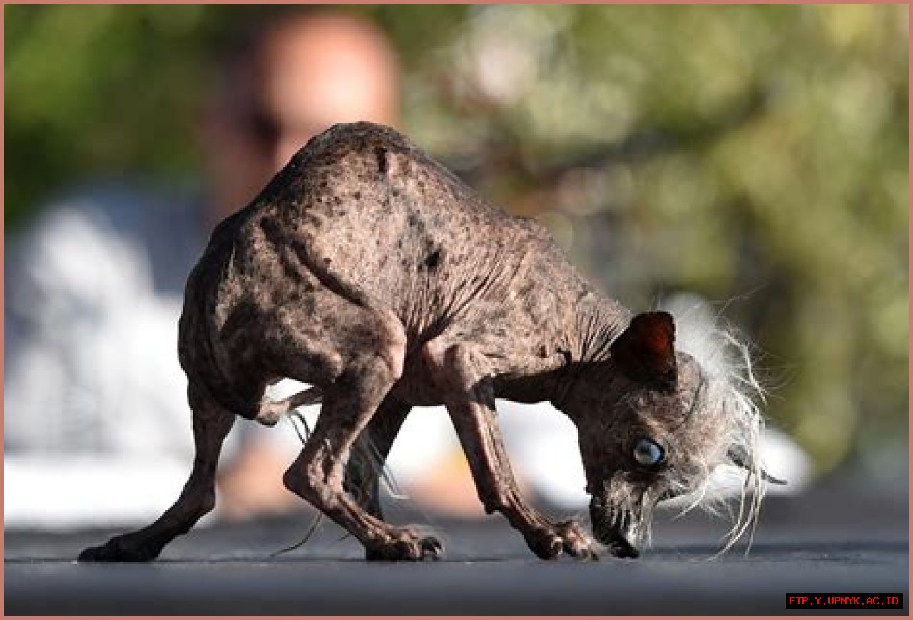 The Most Hideous Hound: Meet The World's Ugliest Dog