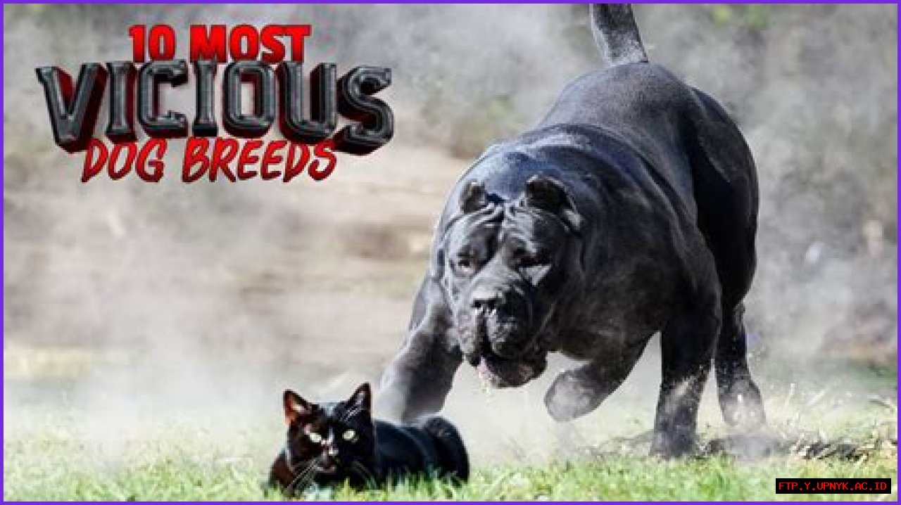 The Most Vicious Dog: Uncovering The World's Meanest Canine