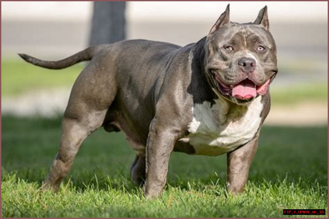 The Noblitt Bully: A Dog Breed For The Discriminating Owner