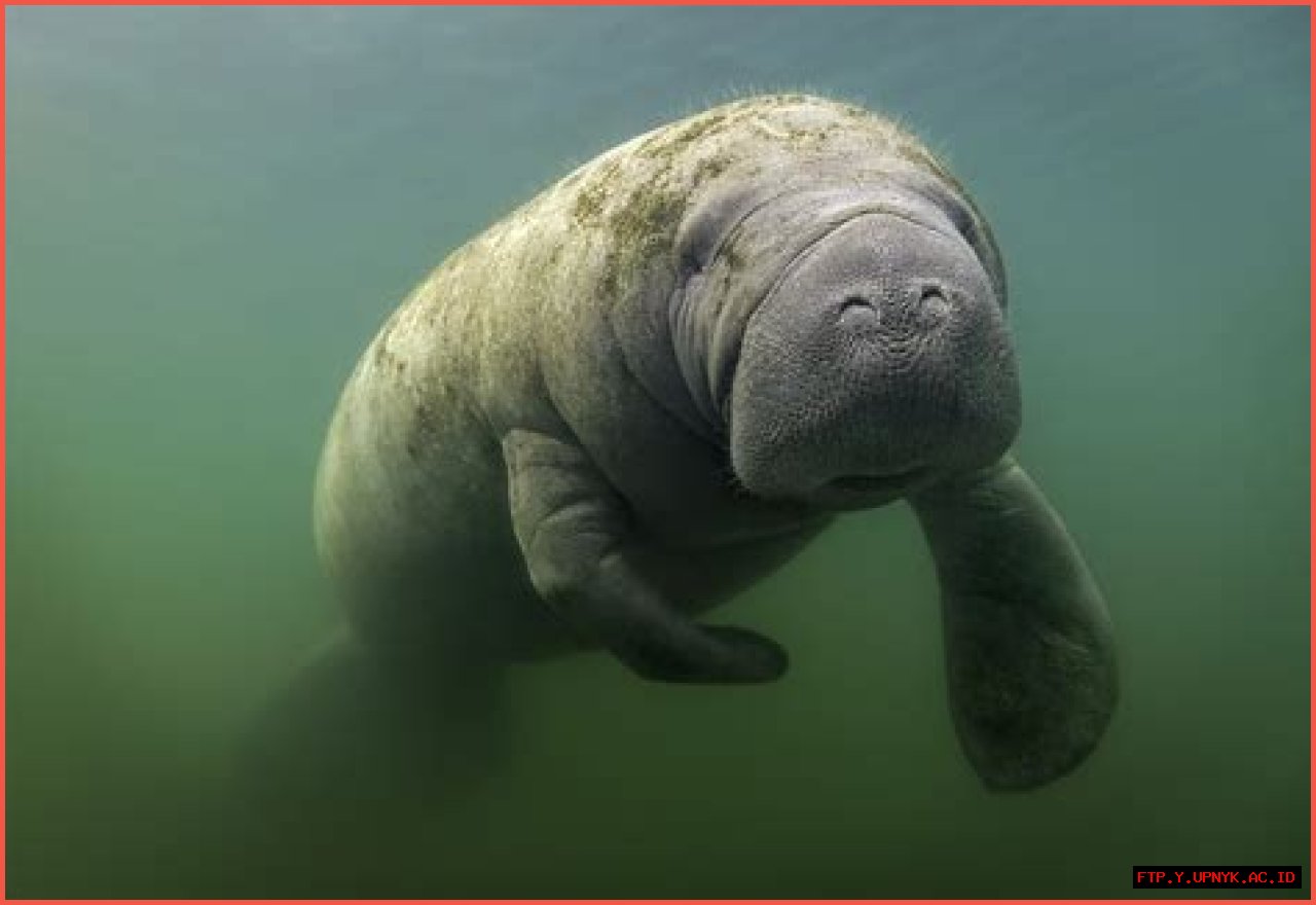 The Optimal Season For Manatee Encounters In Belize: A Guide To Peak Viewing Times