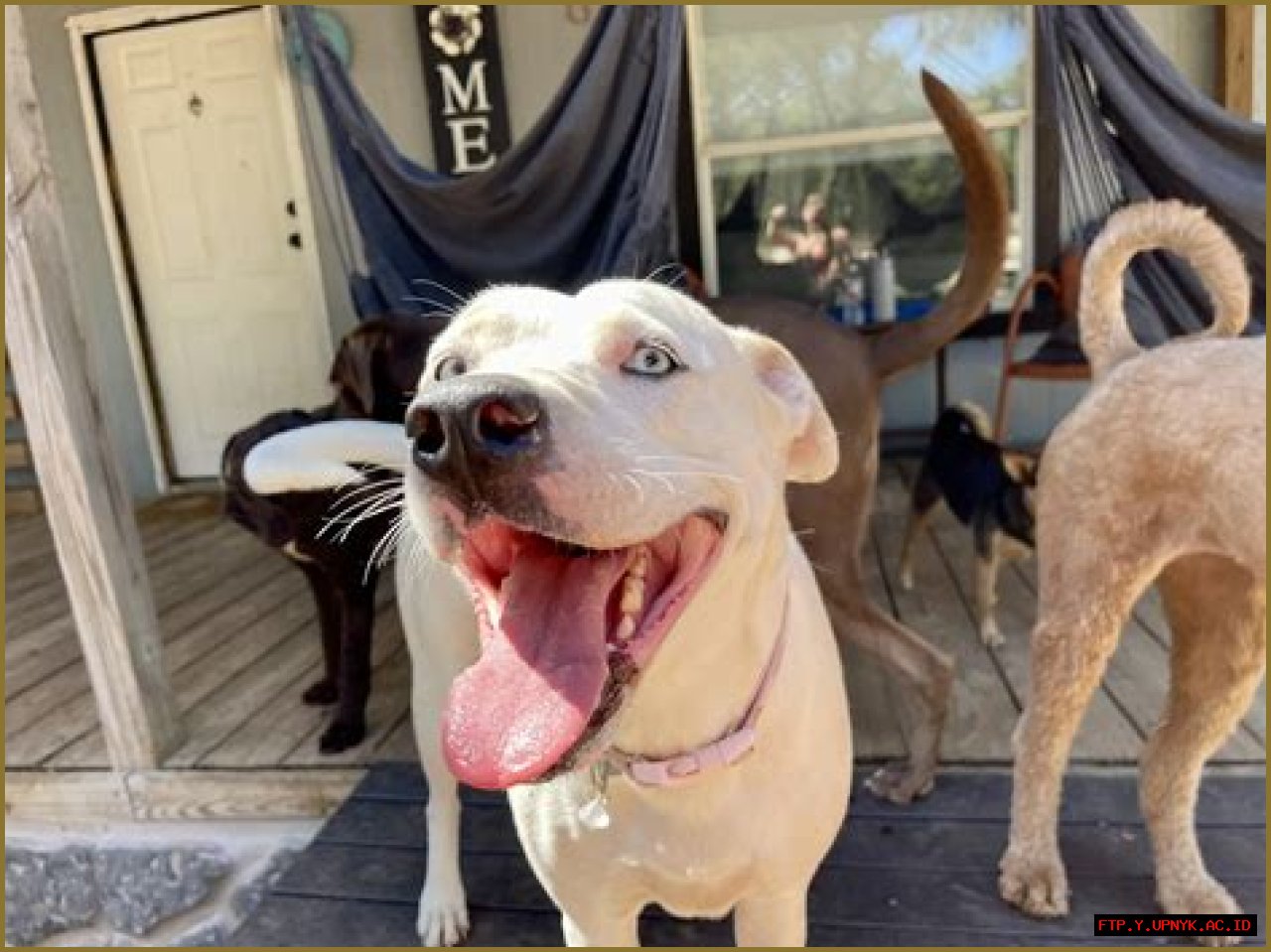 The Ultimate Dog Boarding Experience: Georgetown Texas | Reliable And Loving Care