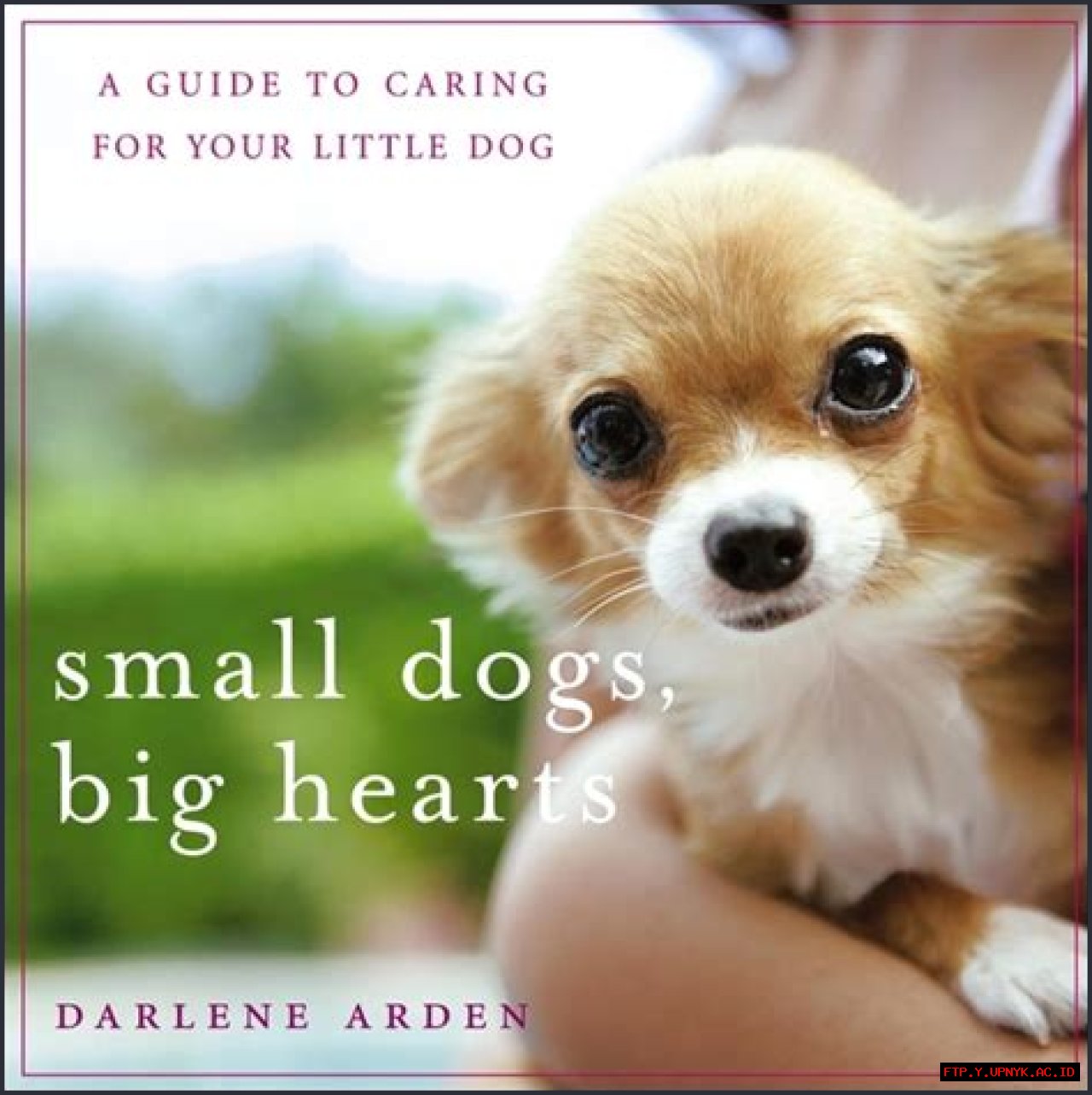 The Ultimate Guide To Caring For Your Beloved Pet Tommy