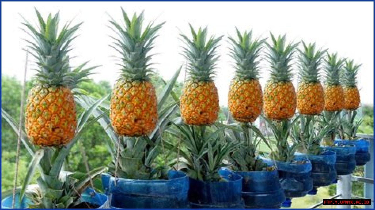 The Ultimate Guide To Fertilizing Pineapples: A Step-by-Step Approach