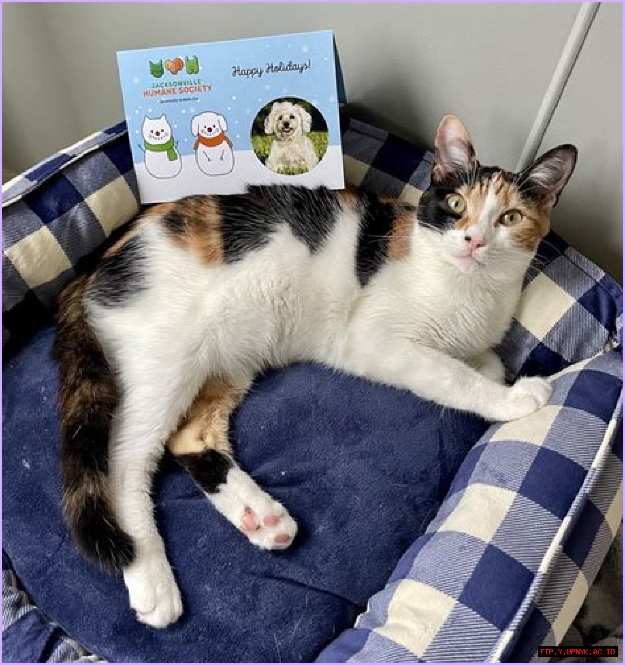 The Ultimate Guide To Finding The Purrfect Gift For Your Veterinarian